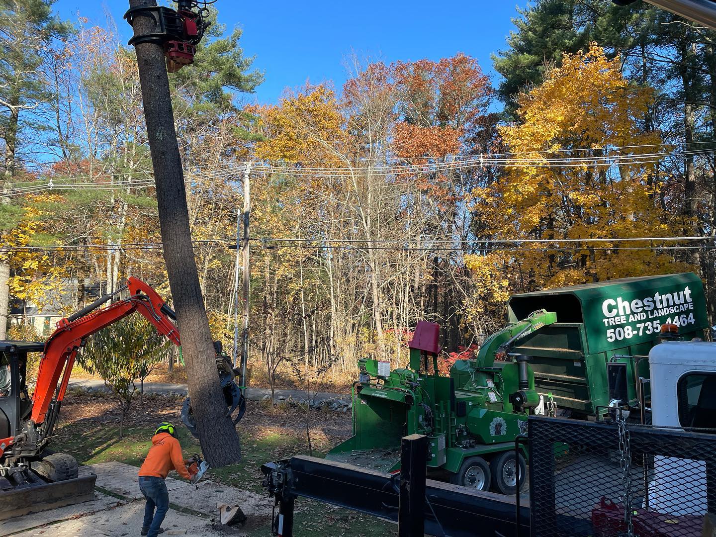 Tree Work New England Chestnut Tree_